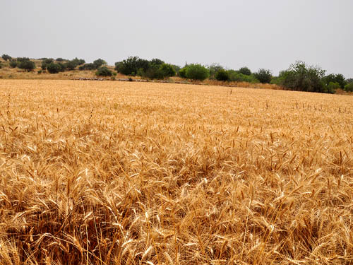 Wheat Field in the Shephelah A Wheat Field in the Shephelah. Photo by Ferrell Jenkins.