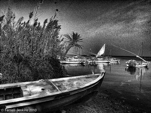 Reeds (bulrushes) growing in the Great Bitter Lake. Photo by F. Jenkins.