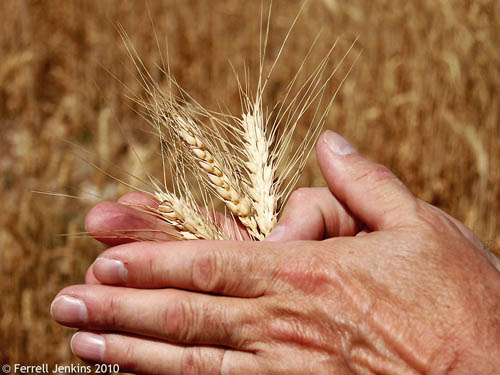Picking heads of grain. Photo by Ferrell Jenkins.