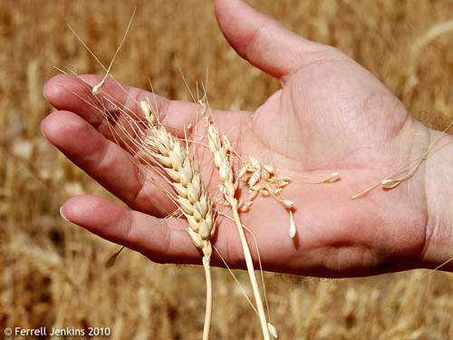 Rubbing grain to separate the head from the chaff. Photo by Ferrell Jenkins.