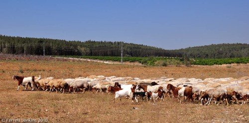 Sheep and goats at Tell es-Safi/Gath. Photo by Ferrell Jenkins.