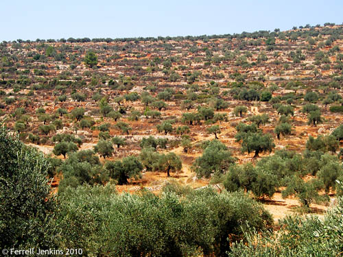Terraced olive groves south of Shiloah. Photo by Ferrell Jenkins.