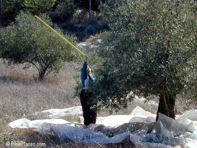 Olive harvesting in the Shephelah. Photo courtesy: BiblePlaces.com.