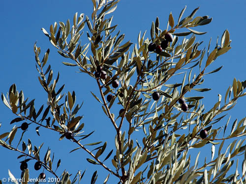 Olive Branches at in the Shephelah of Israel. Photo by Ferrell Jenkins.
