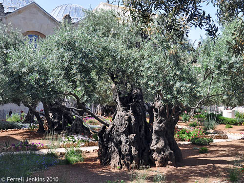An older Olive trees in the traditional Garden of Gethsemane. Photo by Ferrell Jenkins.
