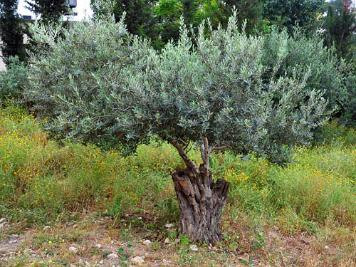 Olive tree with grafts at Nazareth Village. Photo by Ferrell Jenkins.