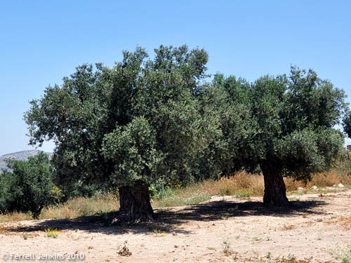 Olive Trees at Sepphoris in Galilee. Photo by Ferrell Jenkins.
