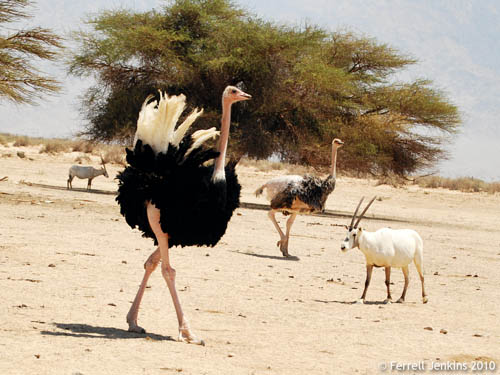Ostrich at the Hai Bar Nature Reserve. Photo by Ferrell Jenkins.