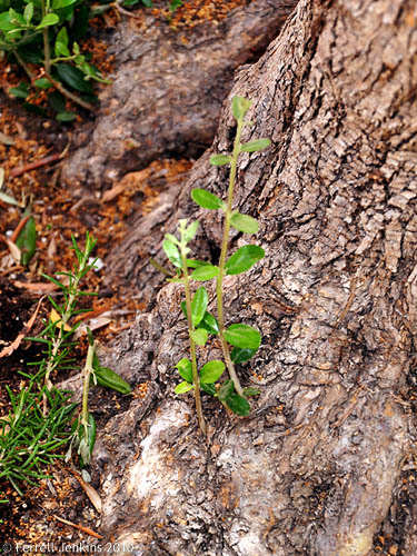 Olive shoots coming from an olive tree. Photo by Ferrell Jenkins.