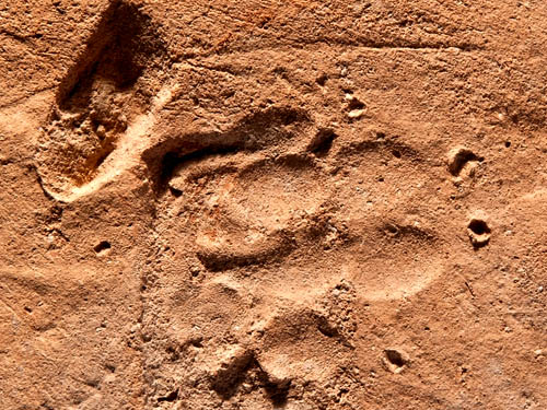 Dog paw found in excavation of Roman bathhouse in Jerusalem.