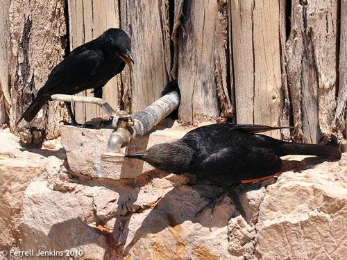 Tristram's Grackles at Madada. Photo by Ferrell Jenkins.