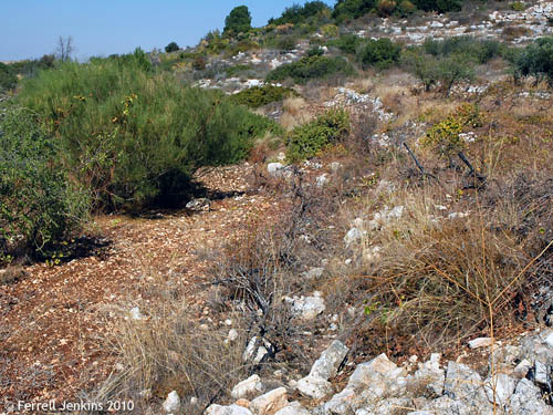 Neglected vineyard at Neot Kedumim. Photo by Ferrell Jenkins.