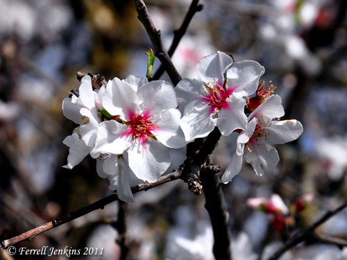 Almond blossoms near Azekah. Photo by Ferrell Jenkins.