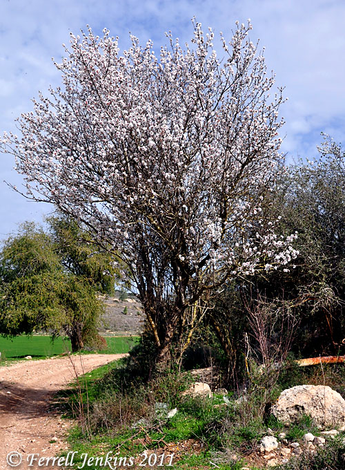Almond tree in bloom near Azekah. Photo by Ferrell Jenkins.