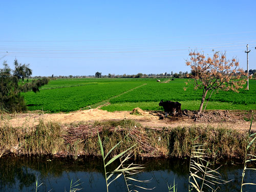 Typical scene in the land of Goshen.