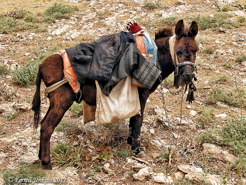 A donkey in Gilead (Transjordan). Photo by Ferrell Jenkins.