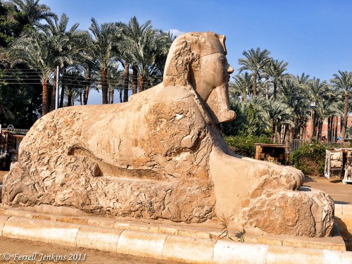 The Sphnix of Memphis, Egypt. Photo by Ferrell Jenkins.