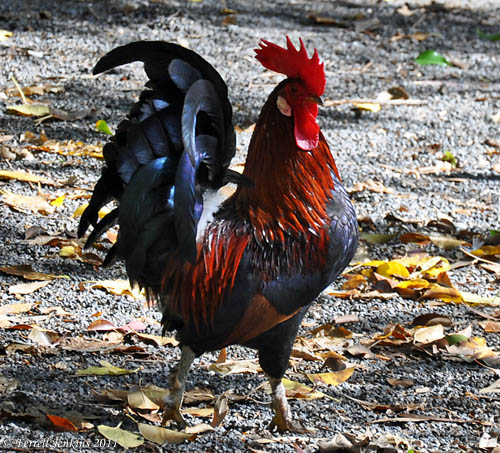 Rooster at Jordan River Park. Photo by Ferrell Jenkins.