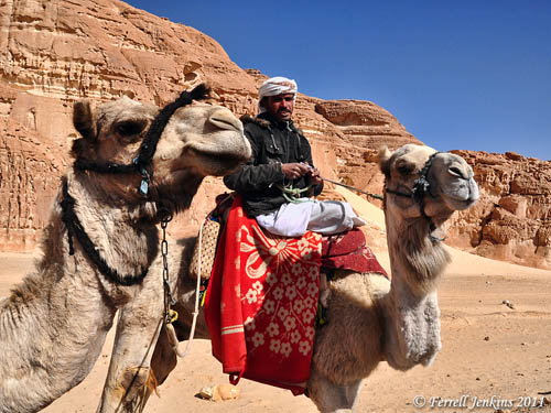 Camels in the Eastern Sinai Peninsula. Photo by Ferrell Jenkins.