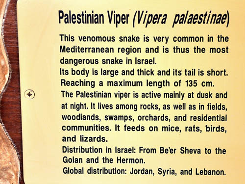Description of the Palestinian Viper at HaiBar Reserve.