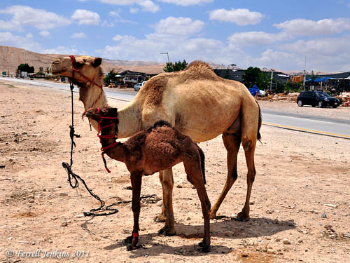 Baby camel and mother near Jericho. Photo by Ferrell Jenkins.