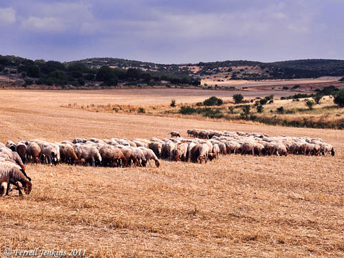 Sheep grazing in the Shephelah. Photo by Ferrell Jenkins.
