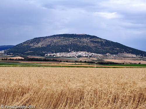 Wheat ready for harvest at En-Dor near Mount Tabor. Photo by Ferrell Jenkins.