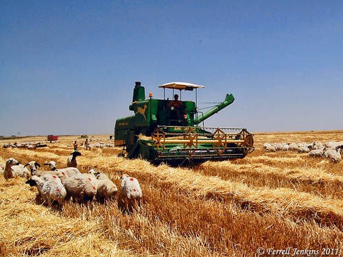 Sheep grazing as a field is being harvested. Photo by Ferrell Jenkins.