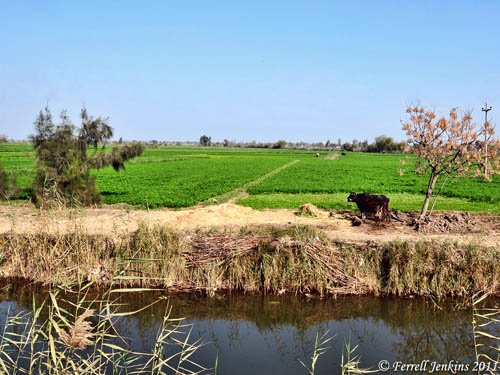 The land of Goshen near ancient Tanis. Photo by Ferrell Jenkins.