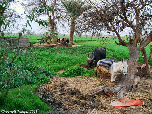 A typical scene in the Eastern Nile Delta. Photo Ferrell Jenkins.