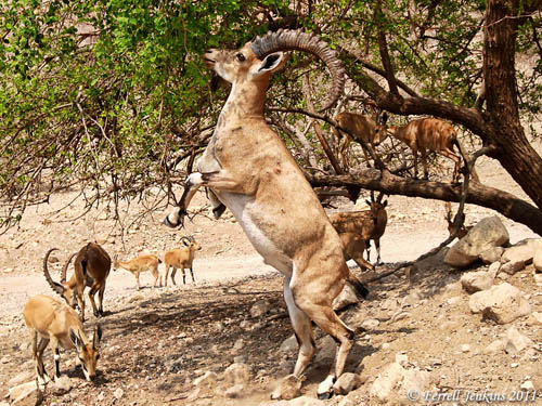 Ibex at En Gedi. Photo by Ferrell Jenkins.