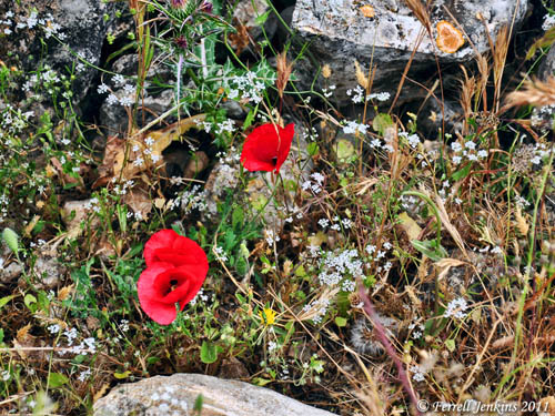 Flowers of the field at Khirbet Qeiyafa overlooking Elah Valley. Photo by Ferrell Jenkins.