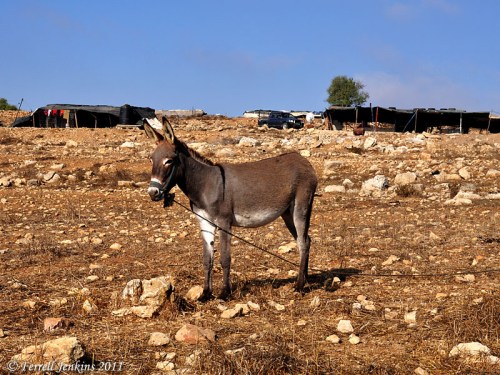 Donkey and Bedouin Tents Near Gibeon. Photo by Ferrell Jenkins.