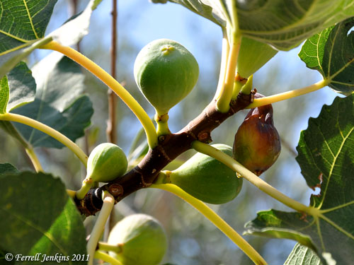 Ripe figs at Shechem, Early September. Photo by Ferrell Jenkins.