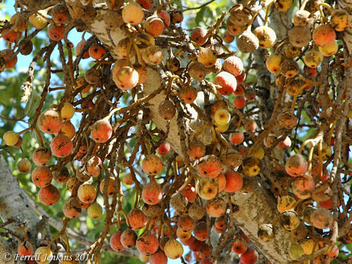 The sycamore fig growing in the lowlands at Neot Kedumim. Photo by Ferrell Jenkins.