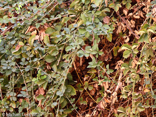 Close up of "burning bush" in St. Catherine's Monastery. Photo by Michael Lusk.