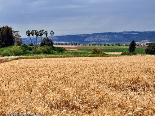 Abundant wheat fields near biblical Endor. Photo by Ferrell Jenkins.