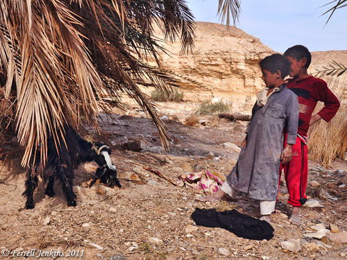 Bedouin boys keeping watch over a goat and newborn kid. Photo by Ferrell Jenkins.