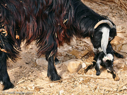Mother goat cares for newborn kid in the Sinai Peninsula. Photo by Ferrell Jenkins.