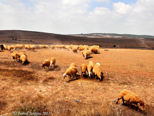 Sheep in the Negev. Photo by Ferrell Jenkins.