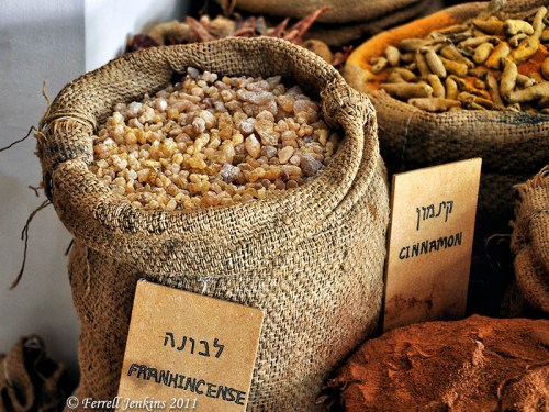 Frankincense at Avdat on the Incense Route. Photo by Ferrell Jenkins.
