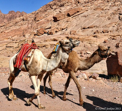 Camels in the Sinai Peninsula. Photo by Ferrell Jenkins.