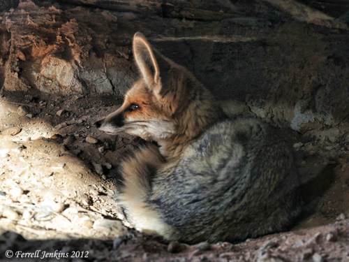 A Sand Fox at the Hai Bar Reserve, north of Eilat. Photo by Ferrell Jenkins.