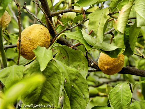 Etrog late in the season at Qatzrin. Photo by Ferrell Jenkins.