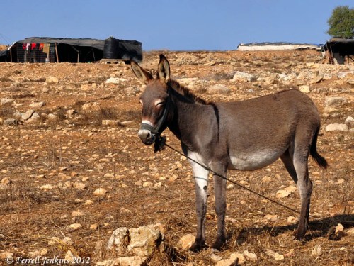 Donkey near Nebi Samwil and Gibeon. Photo by Ferrell Jenkins.