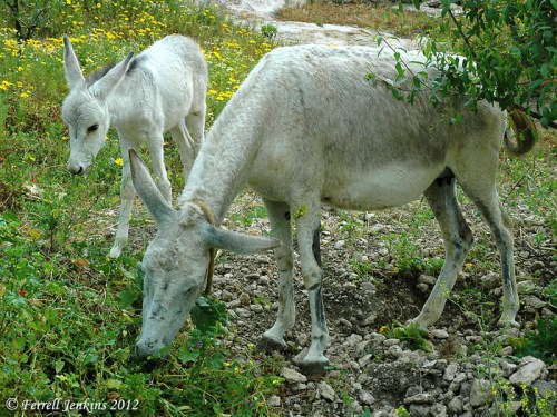 Donkey and colt at Nazareth Village. Photo by Ferrell Jenkins.
