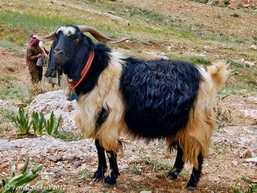 A male goat in Gilead (modern Jordan). Photo by Ferrell Jenkins.