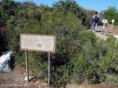 Myrtle growing at Neot Kedumim in Judean Hills. Photo by Ferrell Jenkins.