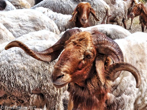 Ram at Socoh. Photo by Ferrell Jenkins.