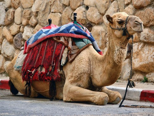 Camel at Qumran near the Dead Sea Camel at Qumran near the Dead Sea. Photo by Ferrell Jenkins.